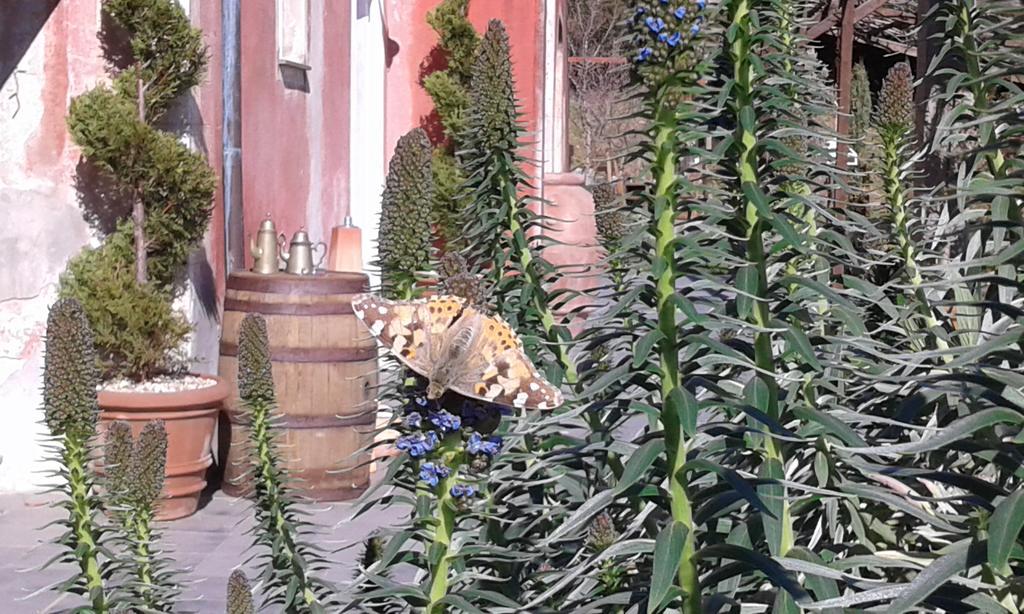 Bed & Breakfast Gocce Di Luna Celle Ligure