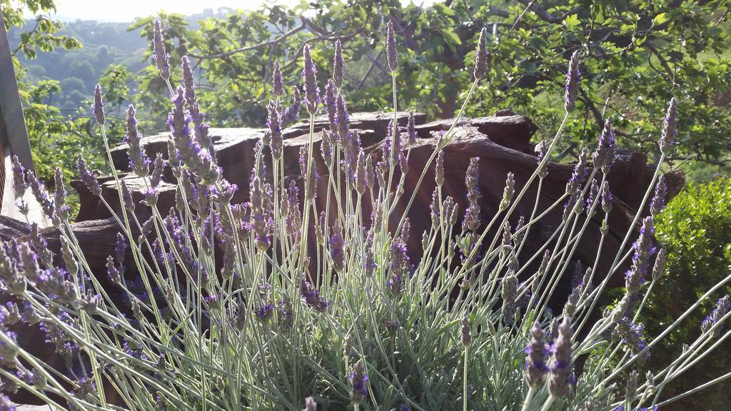 Gocce Di Luna Bed & Breakfast Celle Ligure